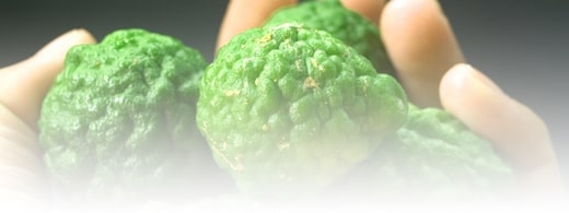 Huile essentielle de bergamote citronnée