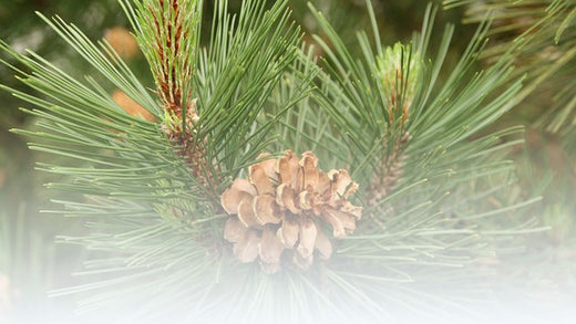 Extrait de pin sylvestre