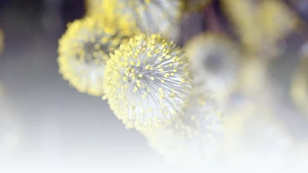 Extrait de pollen